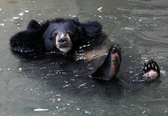 「看我的仰泳姿勢，以最大面積接觸水！」 取自網路