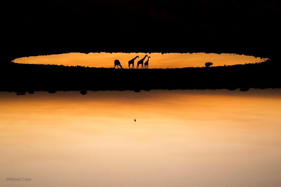 取自Wildlife Photographer of the Year