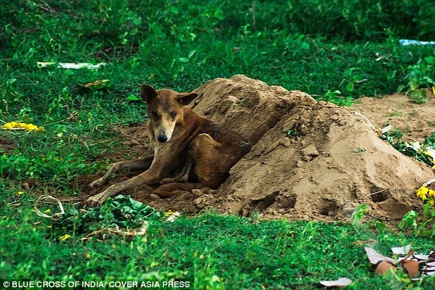 取自BLUE CROSS OF INDIA/COVER ASIA PRESS