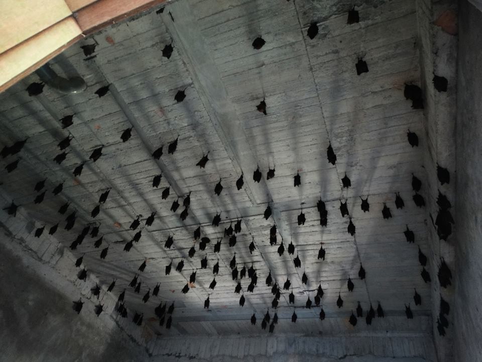 蝙蝠是自然界中很厲害的昆蟲控制者，不過也請大家不要直接接觸蝙蝠喔！　取自台北市蝙蝠保育學會