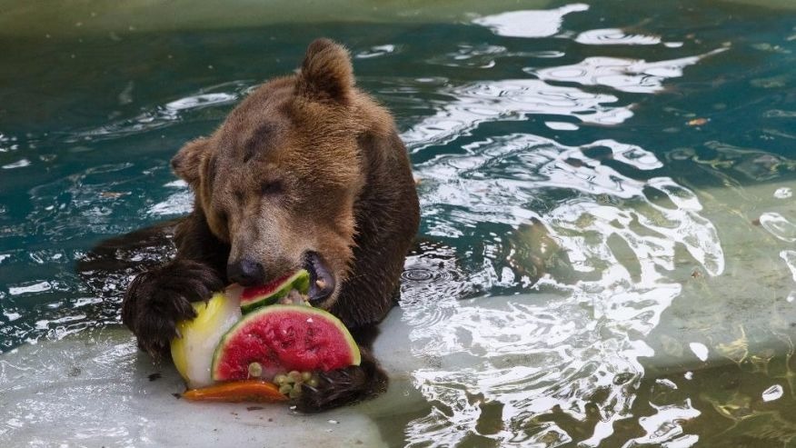 「不但泡水還有西瓜吃～」 取自網路