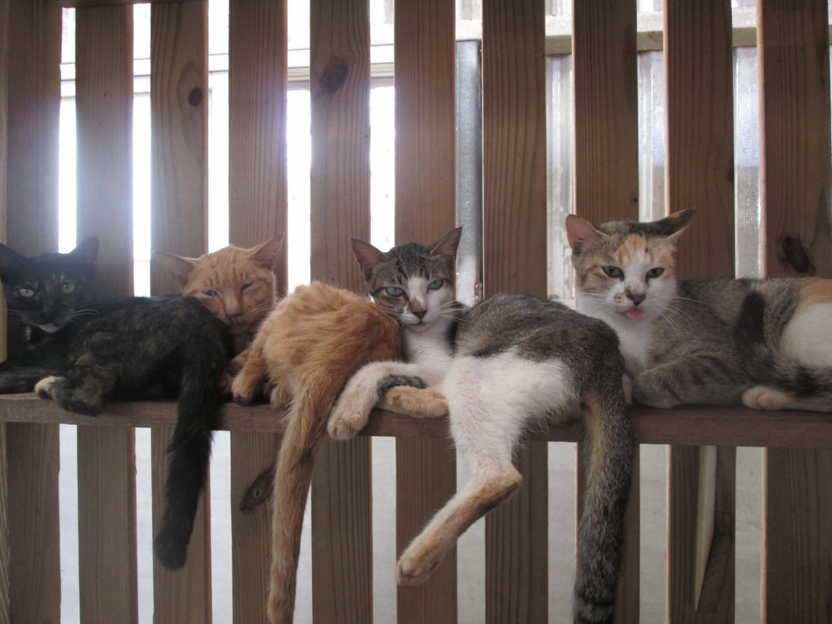 關懷生命協會6月份曾至澎湖拜會縣政府秘書長及家畜疾病防治所所長，提出動物保護相關建議，不過8月卻傳出有大量貓隻死亡的意外。　取自澎湖縣家畜疾病防治所-烏崁流浪動物收容中心