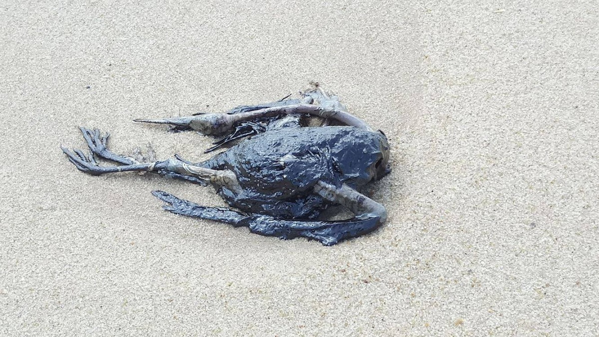 因船隻漏油而造成海鳥全身遭油污覆蓋死亡,除了海鳥外,油污也造成棲息在沿岸的螃蟹、貝類等生物嚴重的影響。 陳姓民眾/提供