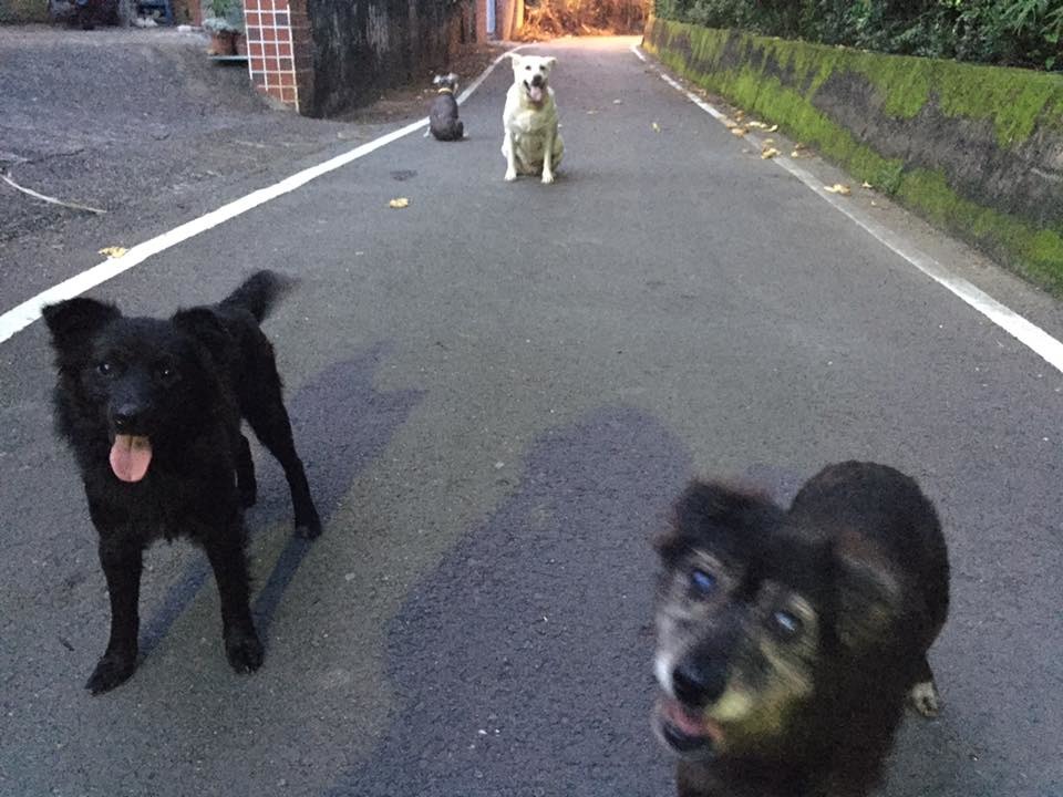 葉小姐家住恆春,本身就已經養了4隻狗狗! 葉小姐/提供