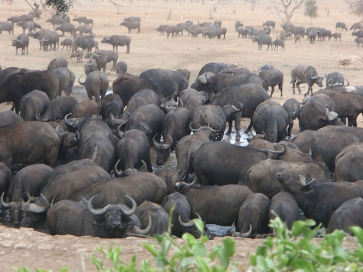水牛最喜歡弄髒整個水坑！
