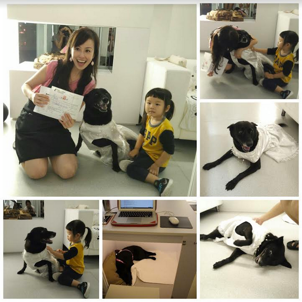 北歐寵物旅館的老闆娘Cher稱讚Judy被AT照顧得很好，個性佳、會定點大小便又不挑食，在正式領養當天Cher還特地幫Judy穿上白紗洋裝，看起來像不像出嫁的女兒？　取自Animals Taiwan臉書