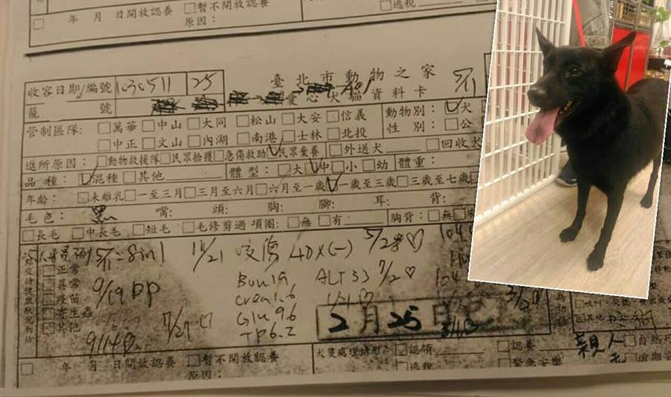 圖右上為萊萊第一次參加認養會的模樣,而圖為萊萊的狗卡,上頭還特別註明「親人」。 陳雅萍/提供