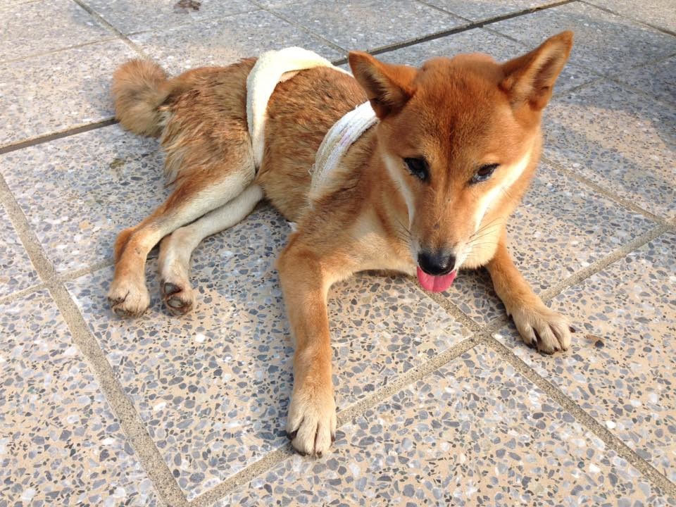 卡樂麻推測妞妞受傷的時間應該不是很久之前,所以復健時肌力也進步的很快,現在已經可以自己行走了! 取自寵物居家復健站