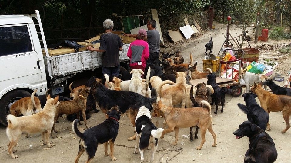 位於高雄仁武山區的狗園平時由林伯一人管理，每周都會有志工上山幫忙，林伯去年不幸驟逝，留下來的200隻狗由志工陳艾瑪接手照顧。　陳艾瑪/提供