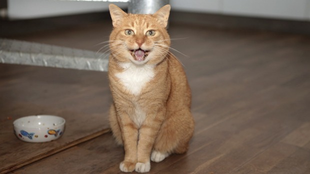 貓咪透過不同的喵叫聲訓練飼主滿足牠們的需求，像是圖中的貓大概是在說：「快給我飯吃！」   取自網路