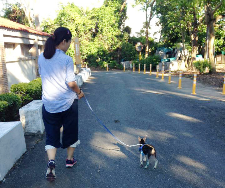 因為看見收容所老癱犬需要更多的照護,學習人復健的卡樂麻決定利用自己的方式幫助有需要的狗狗們。 取自寵物居家復健站