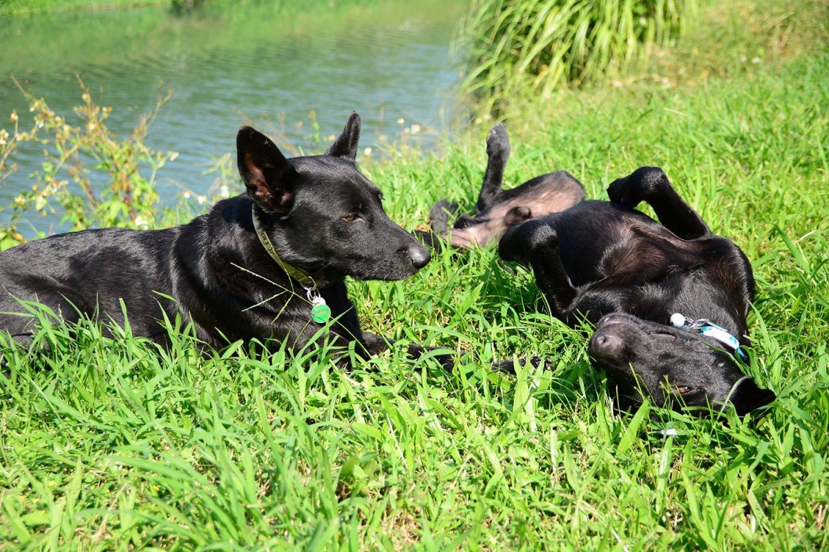河濱由一群愛心狗友們一起照顧的TNR浪浪，右邊就是諧星般搞笑的阿勇。　林青宜/提供