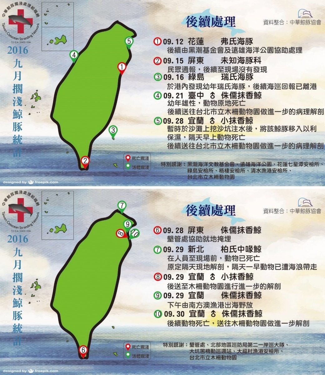 中華鯨豚協會統計9月份擱淺鯨豚案例，其中有許多屬於深淺型鯨豚，目前正在做病理解剖，才能進一步確定死因。　取自中華鯨豚協會臉書