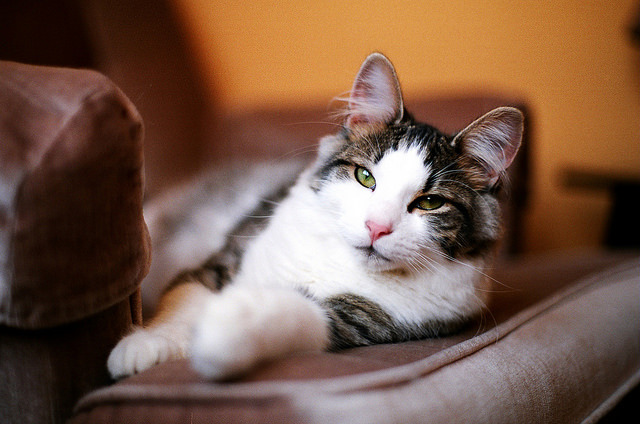 法律不能明令禁止飼養寵物,但希望飼主要遵守規定,不製造噪音及髒亂。 Flickr_ Laura D'Alessandro