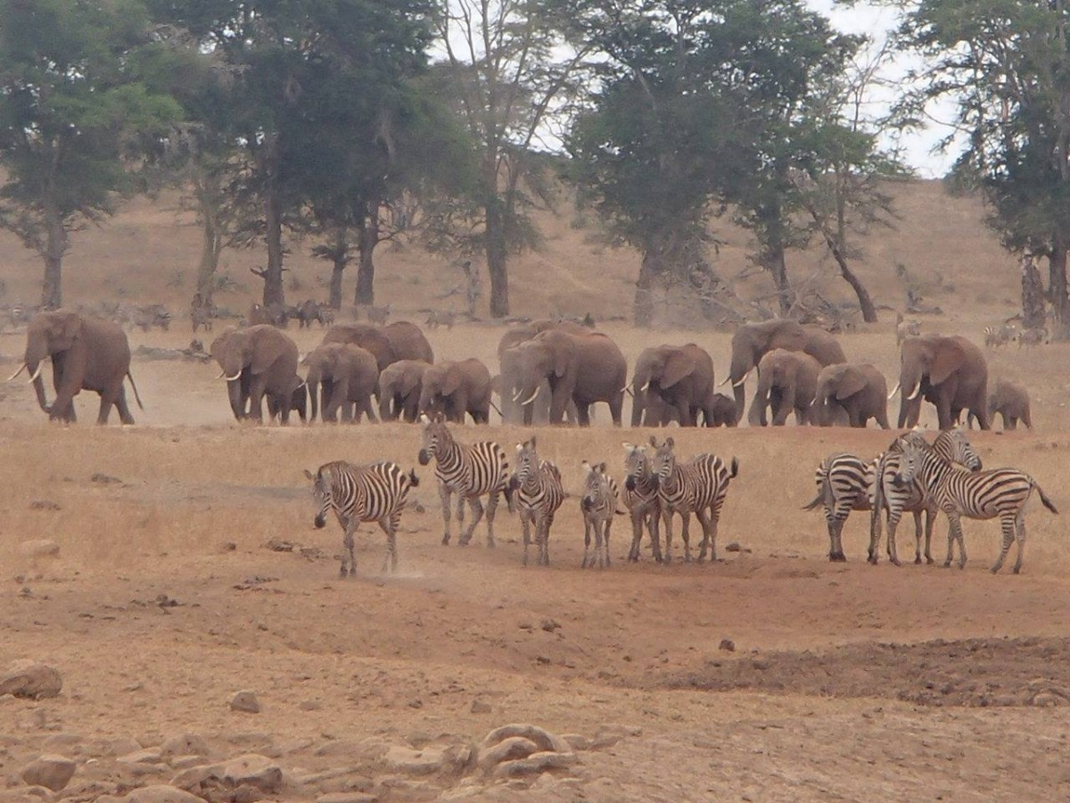 大象來了、斑馬也來了，動物們聽見水車引擎的聲音都來了！