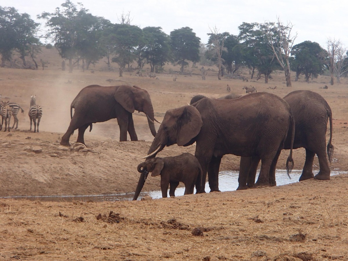 大象家族們開心的喝水。