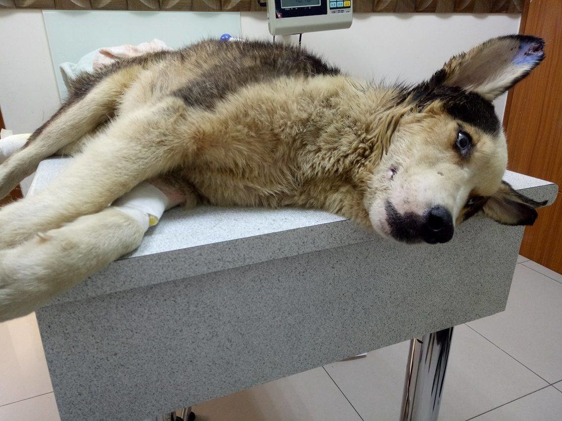 當你在路上遇到一隻倒地不起的狗狗時會怎麼做呢？對陳同學而言是「先救再說」！　陳同學/提供