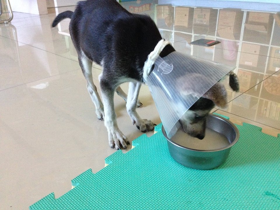 尖尖是小幼犬,好奇心強讓牠復健成效相當地好。 取自寵物居家復健站