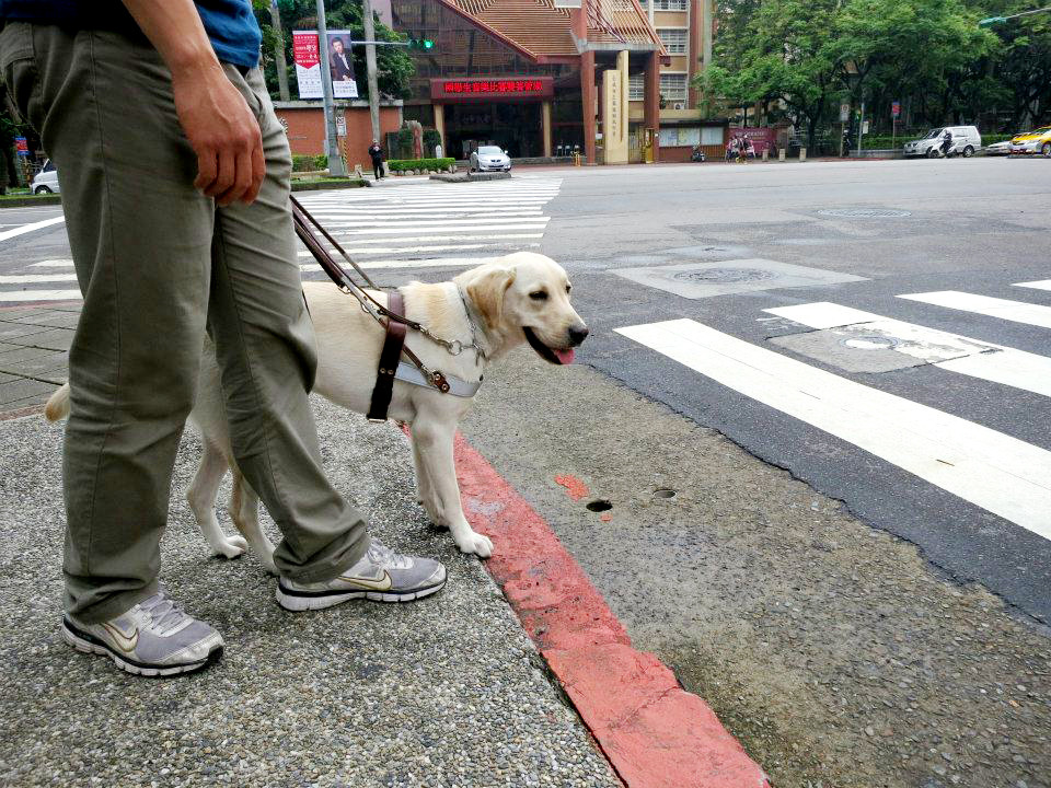 導盲犬就像是盲人的第二雙眼。　取自台灣導盲犬協會粉絲團