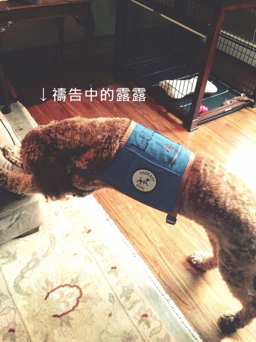 聰明的露露聽到口令就會做出禱告的動作。　取自Ballard-Durand Funeral & Cremation Services