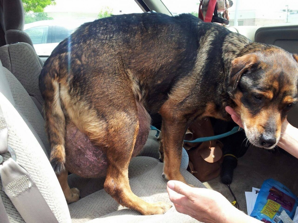 多明哥最後被琳達救援,並安排牠動手術切除腫瘤。 取自Ricky Charlie Highbridge Park Dog