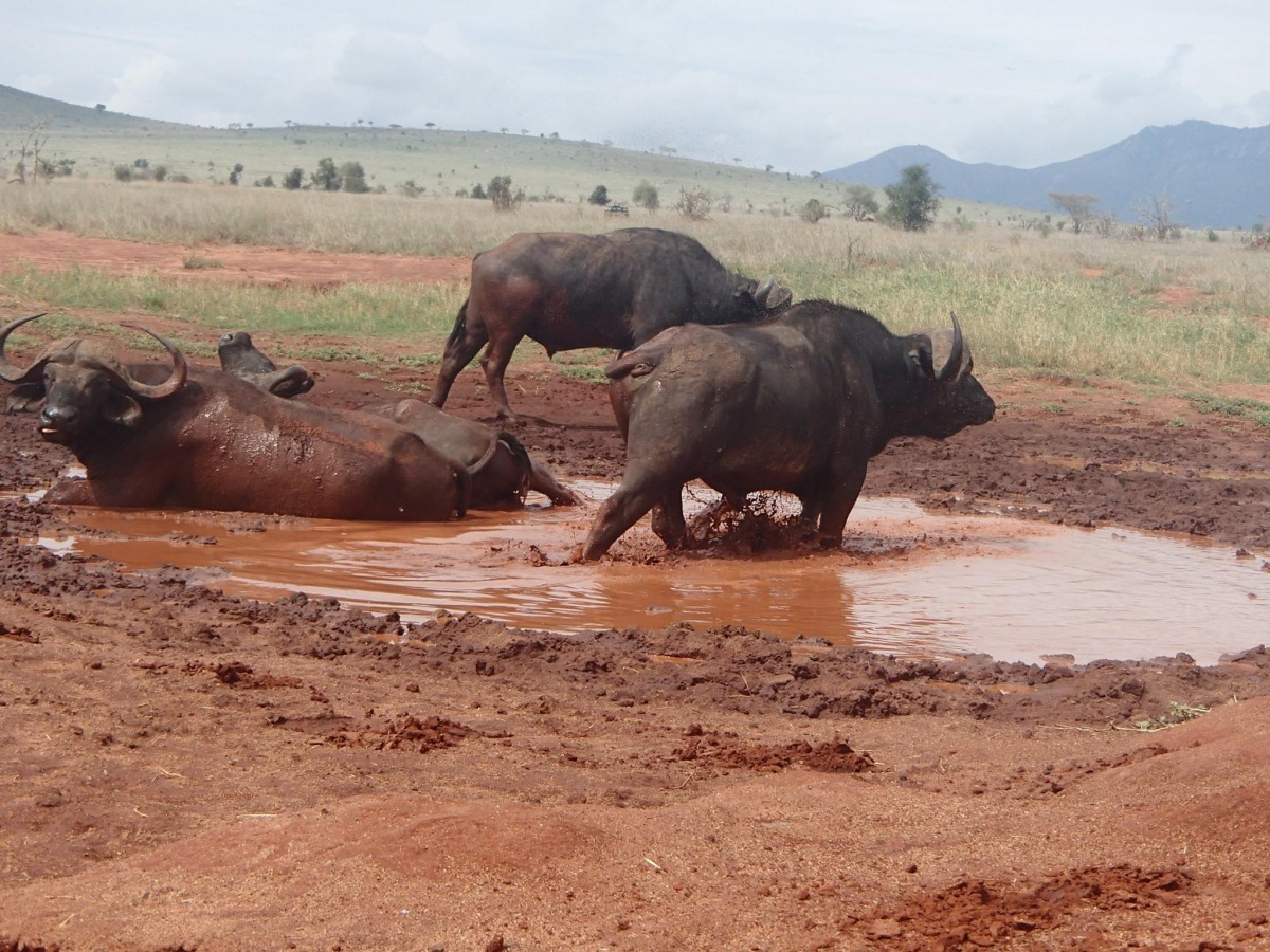在泥巴水裡開心打滾的水牛們。　取自Patrick Kilonzo Mwalua