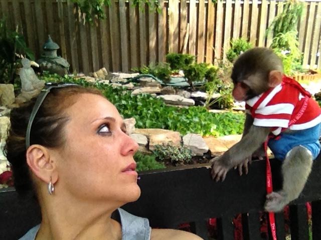 2012年從飼主的轎車逃出、在IKEA停車場遊蕩,因此被動保團體安置收容的猴子「達爾文」,及飼主娜庫達。 取自Darling Darwin Monkey