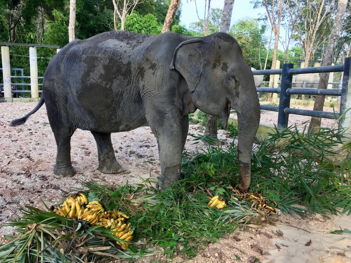 達令安心地想用大餐,再也不用被人類奴役。 取自Phuket Elephant Sanctuary臉書