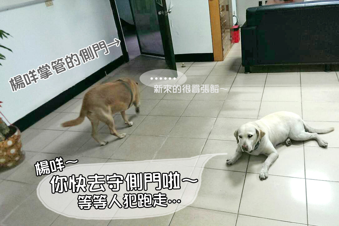 所長黃仲玟說8年前養的所狗楊咩平時都會看守側門,是個得力助手。 黃仲玟/提供