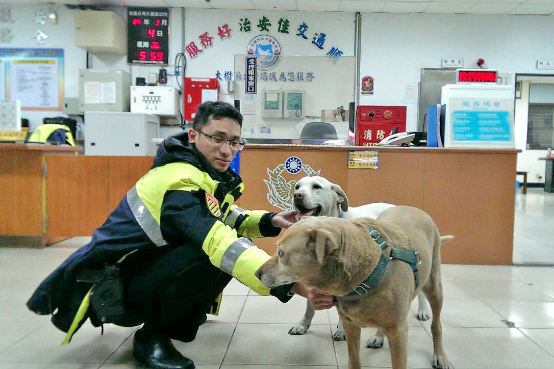 發現小白的周姓員警將牠收容在派出所內,而小白與所狗楊咩也和平共處。 黃仲玟/提供