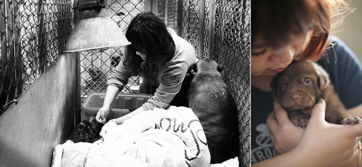 米克斯佔收容所內大多數待認養犬隻。　林千惠(收容所13年資深志工)/攝