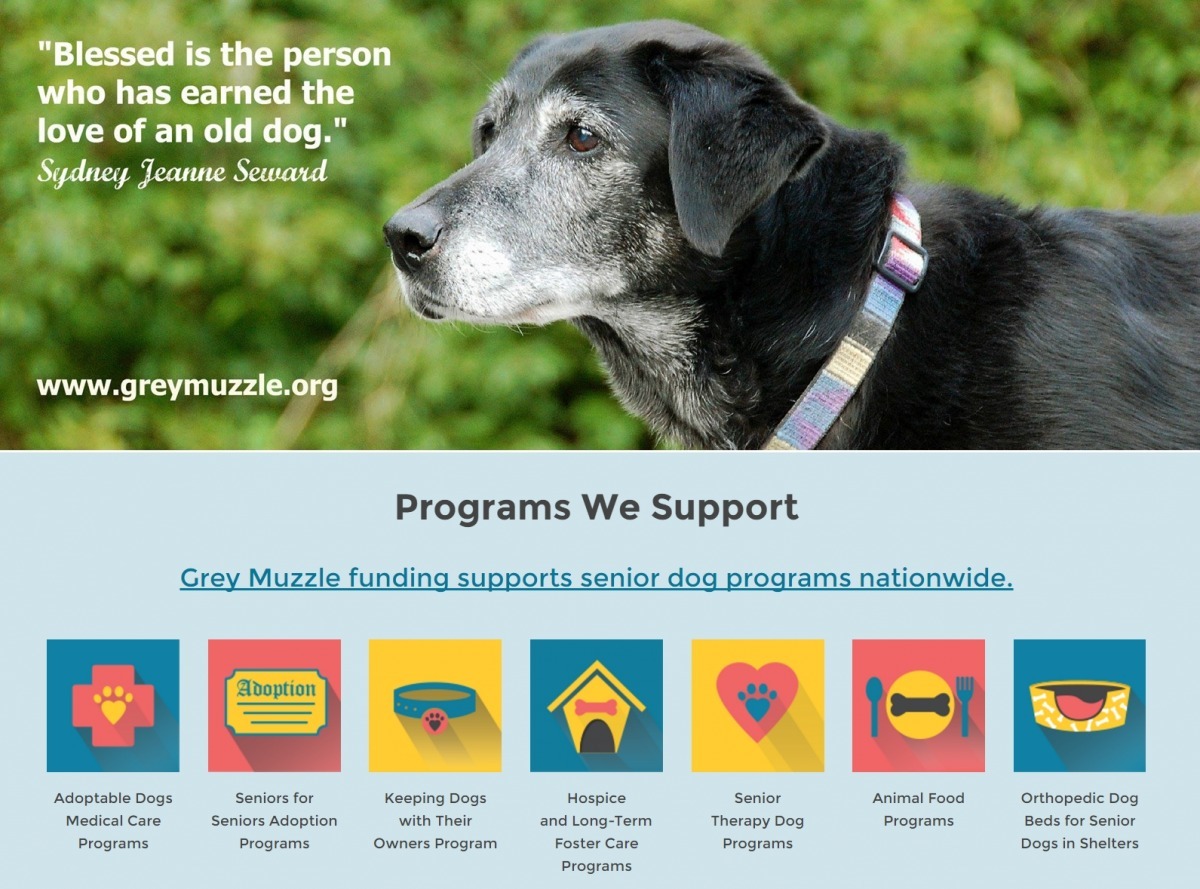灰嘴組織本身沒有中途或寄宿家庭、也沒有收容所，他們是將捐款提撥給全國不同照顧老犬的團體運用。　取自The Grey Muzzle Organization
