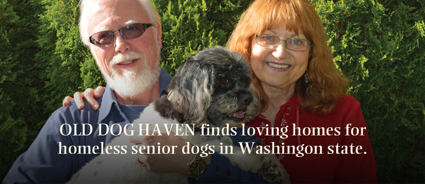 華盛頓州一對夫妻創立老狗天堂機構，希望能替州內無家可歸的老狗找到溫暖的家。　取自Old Dog Haven
