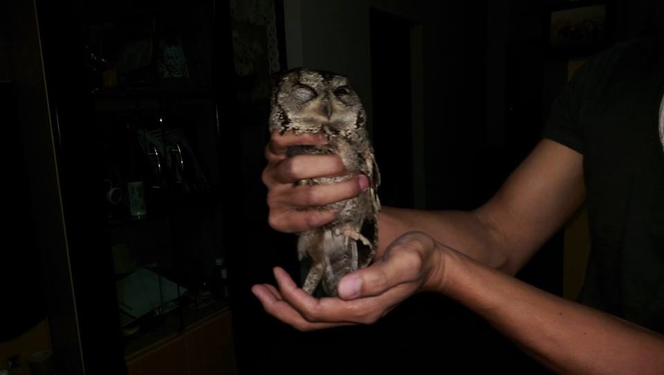 領角鴞瞳孔收縮異常、狀似恍神，被人抓著也不會驚慌。  林管處/提供