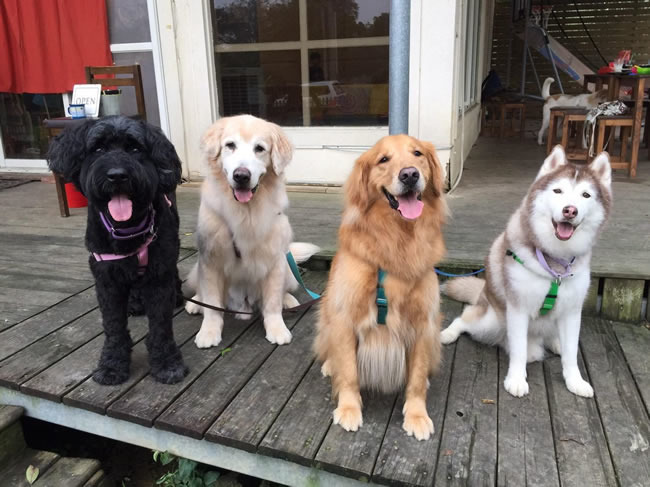 寶貝狗協會訓練宣導犬前進校園進行生命教育的傳遞，這些個性穩定、親人乖巧的狗狗都在找家喔！左起是11歲的混巨型雪納瑞「瑪莉」、12歲的黃金「胖胖」、已經試養中的「Sony」、12歲的哈士奇「奇奇」，完全看不出來年紀！　取自寶貝狗協會