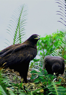 林雕育雛及雛鳥成長過程。　取自南投林管處