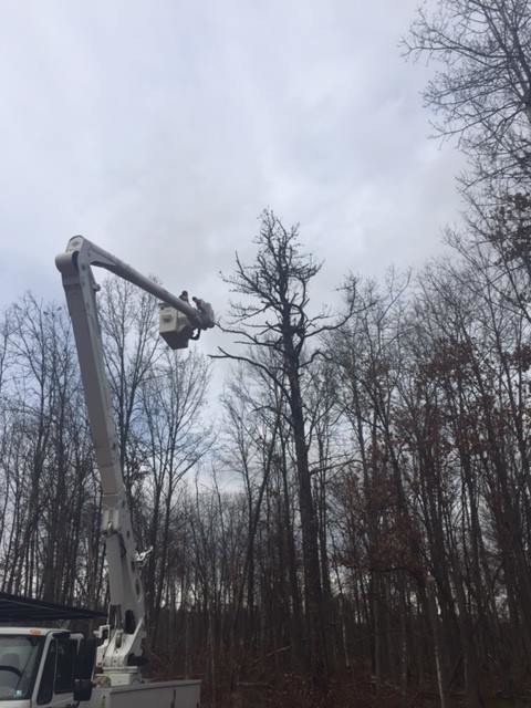 賓州野生動物局昨天在樹枝上協助該老鷹脫困。 取自Pennsylvania Game Commission