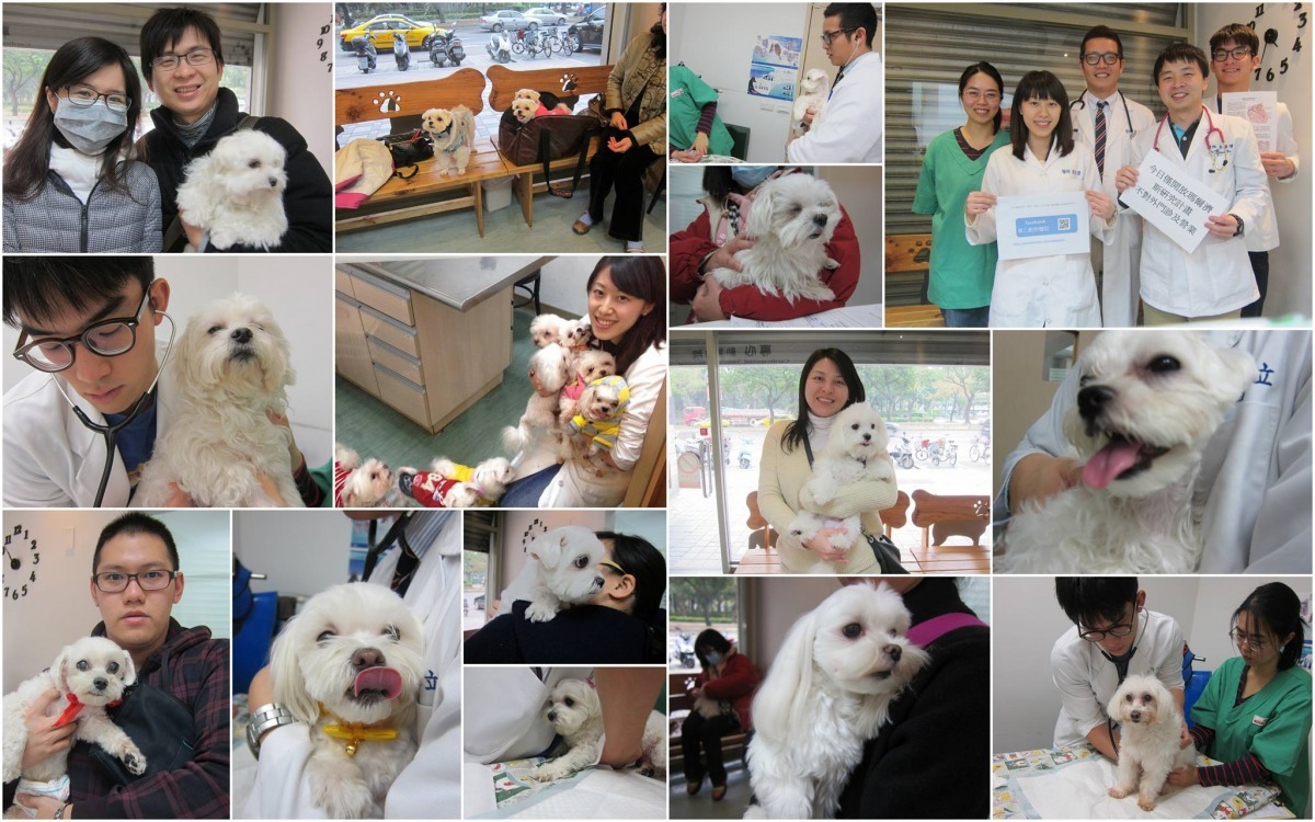 專心動物醫院發現馬爾濟斯犬種是二尖瓣疾病的好發族群。　取自專心動物醫院臉書