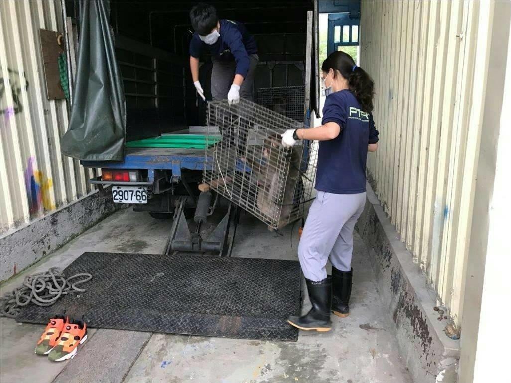 光隆博物館非法展演的12隻日本雪猴，在上周11/9終於被政府沒入，目前安置在屏科大保育類野生動物收容中心。圖為正在將雪猴搬運上車。　林務局/提供