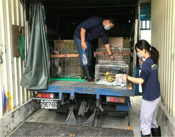 上周11月9日屏科大收容中心及花蓮縣政府一起至光隆博物館沒入12隻日本雪猴，並在當日下午5點左右抵達收容中心。　林務局/提供