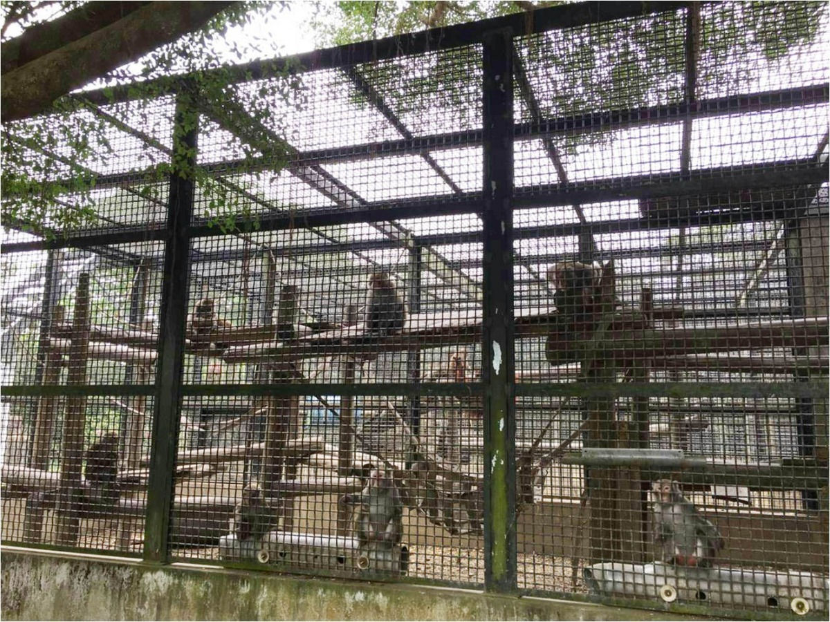 日本雪猴檢疫期間及將來安置都會分成兩群，符合牠們習慣的群體生活。此為屏科大中心預定收容空間。　林務局/提供