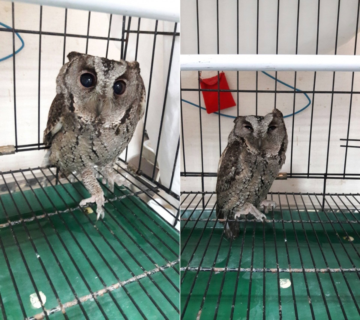 過數日修養，領角鴞雙眼改善許多，將讓牠恢復體能後進行原放。 心語動物醫院/提供