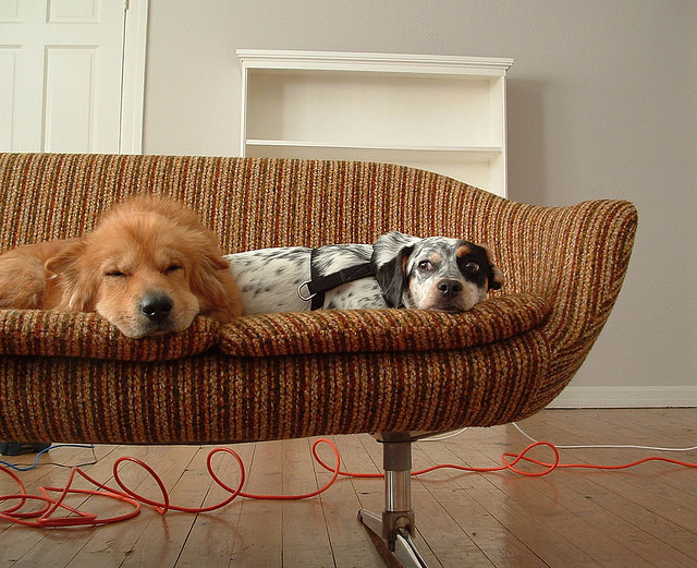 右:「欸聽說管委會規定不能養狗耶!」、左:「管他的先睡再說~zzZZ」 Fliclr_ Megan