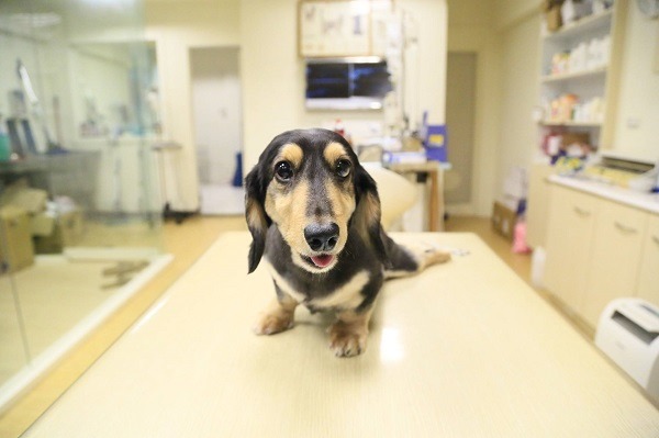 治療癱瘓的動物後,看見他們能重新康復,讓王禎祥樂於將自己奉獻於醫治動物上。 取自王樣動物醫院部落格