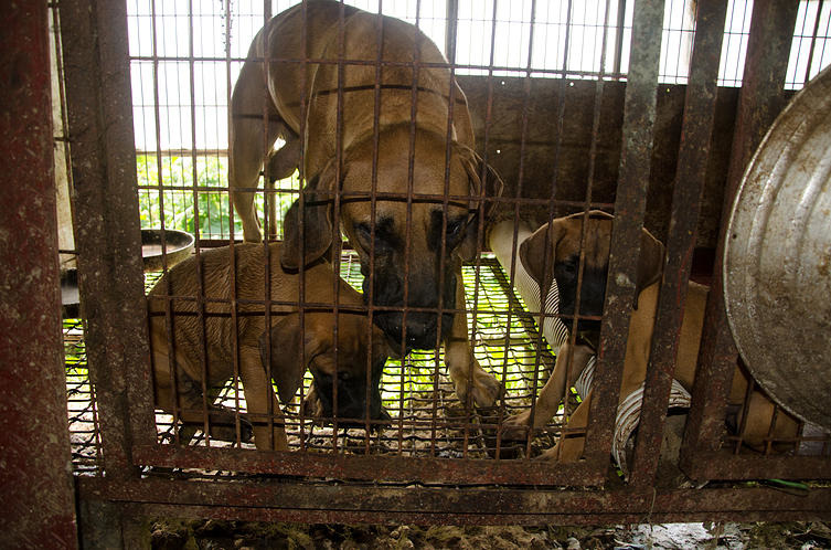 被關在狗籠裡的肉狗，原本命運悲慘，不過現在他們會被送到加州展開新生！　取自Change For Animals Foundation