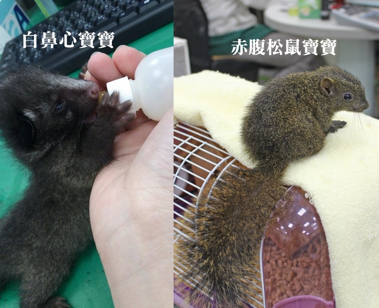 野生動物寶寶也都是由動保處同仁餵養，長大後將野放。　何宜/攝