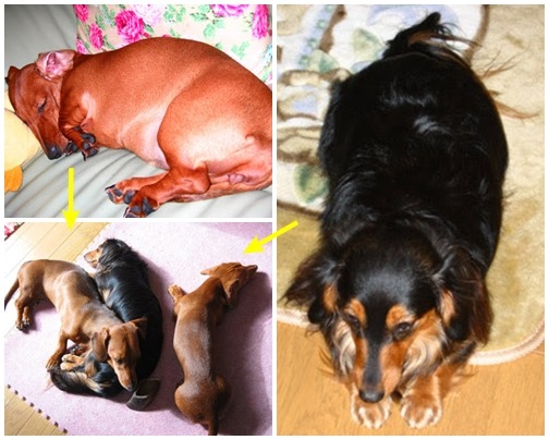 改變毛孩的飲食,讓臘腸減重成功的方法! 飛比樂/提供