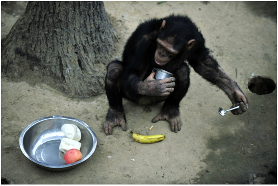 動物園裡的動物迫切地需要食物。 中新社（示意圖）