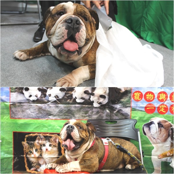 打呼聲據說超助眠的阿諾，長相也很舒壓！　何宜/攝