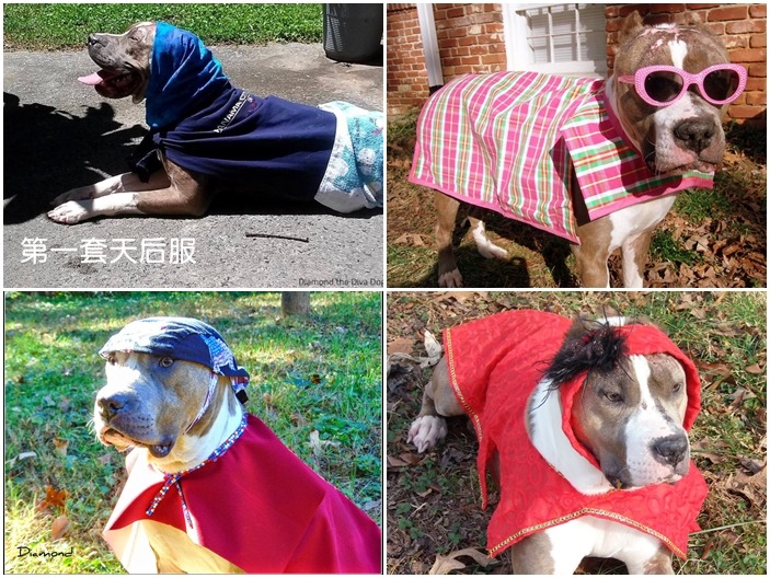 左上方的圖是鑽石造型的雛形,後來梅琳達開始替牠做出各式各樣的變化。 取自Diamond the Diva Dog